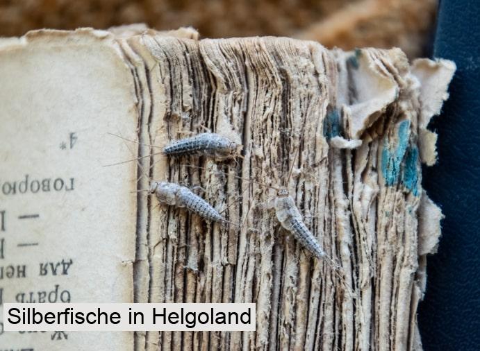 Silberfische in Helgoland